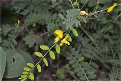 Sophora interrupta